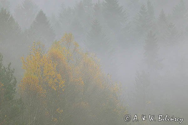 Mgły nad jesiennym lasem, Bieszczady