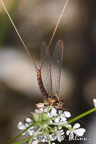 Jętka, Szczątkówka przybrzeżna, Siphlonurus lacustris