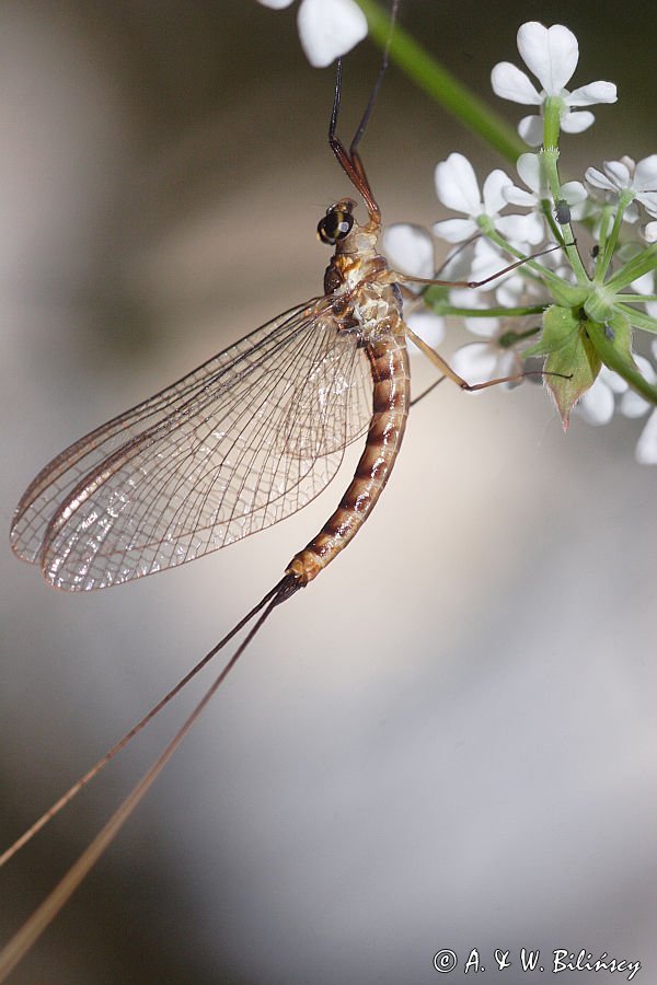 Jętka, Szczątkówka przybrzeżna, Siphlonurus lacustris