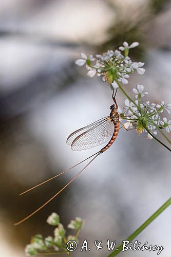 Jętka, Szczątkówka przybrzeżna, Siphlonurus lacustris