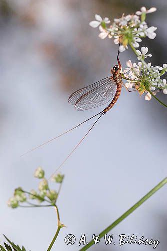 Jętka, Szczątkówka przybrzeżna, Siphlonurus lacustris