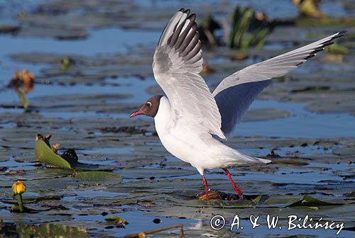 mewa śmieszka, Chroicocephalus ridibundus, syn. Larus ridibundus, Black-headed gull, na jeziorze Drużno