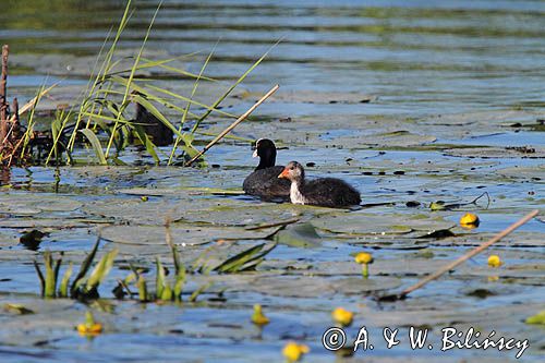 łyska, Fulica atra, z pisklęciem na jeziorze Drużno