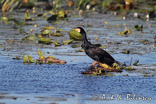 Kormoran czarny, Phalacrocorax carbo na jeziorze Drużno