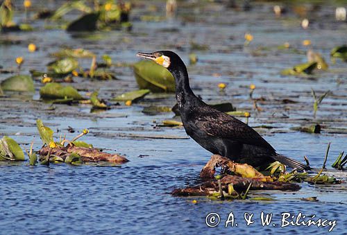 Kormoran czarny, Phalacrocorax carbo na jeziorze Drużno