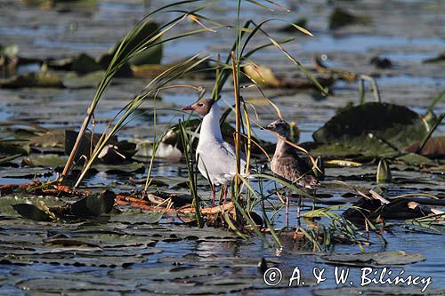 mewa śmieszka, Chroicocephalus ridibundus, syn. Larus ridibundus, Black-headed gull, na jeziorze Drużno