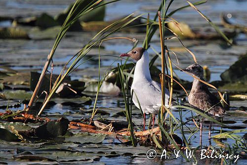 mewa śmieszka, Chroicocephalus ridibundus, syn. Larus ridibundus, Black-headed gull, na jeziorze Drużno