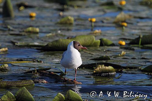 mewa śmieszka, Chroicocephalus ridibundus, syn. Larus ridibundus, Black-headed gull, na jeziorze Drużno