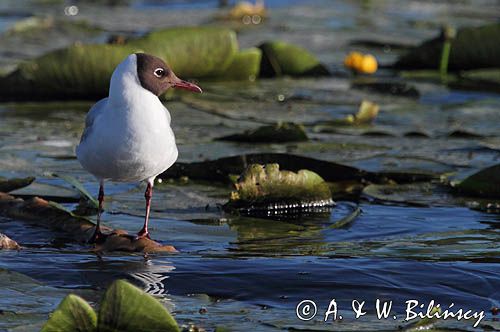 mewa śmieszka, Chroicocephalus ridibundus, syn. Larus ridibundus, Black-headed gull, na jeziorze Drużno