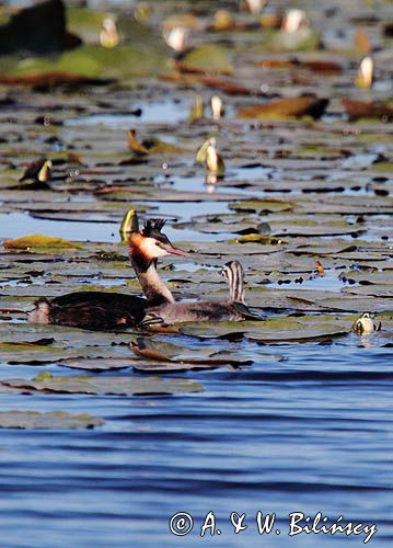 perkoz dwuczuby z pisklęciem, Podiceps cristatus na jeziorze Drużno