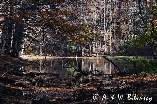 Jeziorko Duszatyńskie rezerwat Zwiezło Ciśniańsko-Wetliński Park Krajobrazowy Bieszczady