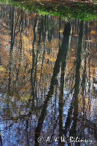 Jeziorko Duszatyńskie rezerwat Zwiezło Ciśniańsko-Wetliński Park Krajobrazowy Bieszczady