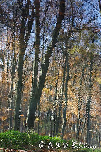 Jeziorko Duszatyńskie rezerwat Zwiezło Ciśniańsko-Wetliński Park Krajobrazowy Bieszczady