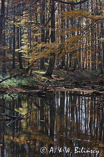 Jeziorko Duszatyńskie rezerwat Zwiezło Ciśniańsko-Wetliński Park Krajobrazowy Bieszczady