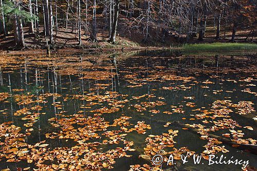 Jeziorko Duszatyńskie rezerwat Zwiezło Ciśniańsko-Wetliński Park Krajobrazowy Bieszczady