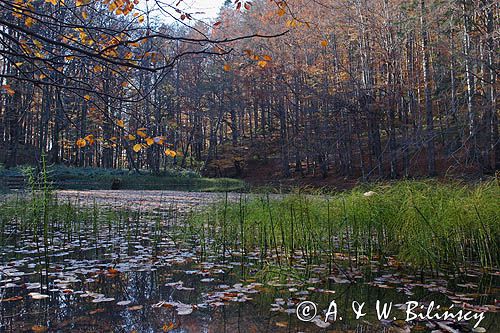 Jeziorko Duszatyńskie rezerwat Zwiezło Ciśniańsko-Wetliński Park Krajobrazowy Bieszczady