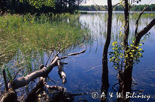 jezioro Hańcza - Suwalski Park Krajobrazowy