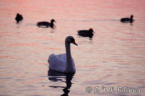 łabędź niemy, Cygnus olor, i kaczki