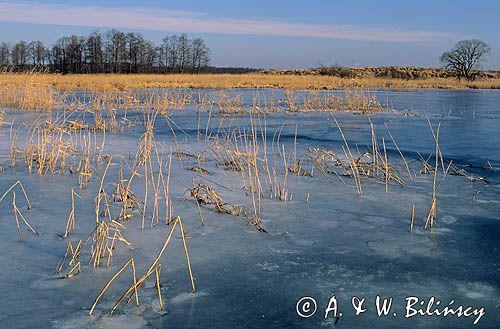 Jezioro Tuchlin zimą
