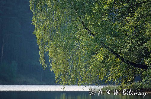 jezioro Jeleń, brzoza, Park Narodowy Bory Tucholskie