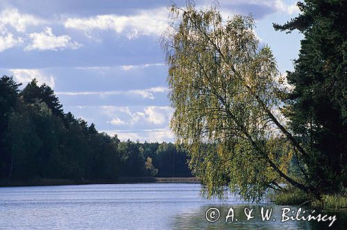 jezioro Jeleń, brzoza, Park Narodowy Bory Tucholskie