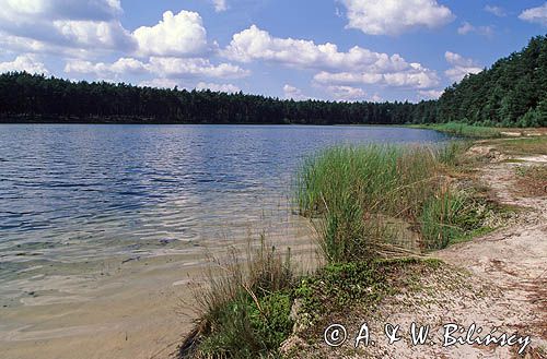 jezioro lobeliowe Wielkie Gacno Park Narodowy Bory Tucholskie