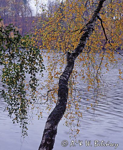 Jesienna brzoza chyląca się nad taflą jeziora pierzchalskiego na Warmii