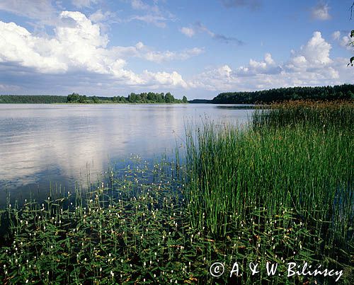 Jezioro Wdzydze, Wdzydzki Park Krajobrazowy, rdest ziemnowodny, Persicaria amphibia