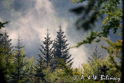 jodła, szyszki na jodle, Bieszczady, Abies alba