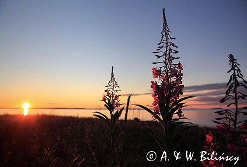 Wierzbówka kiprzyca, Chamerion angustifolium, wierzbownica kiprzyca, Epilobium angustifolium, na wyspie Junkon, Archipelag Lulea, Szwecja, Zatoka Botnicka