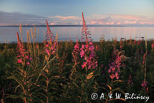 Wierzbówka kiprzyca, Chamerion angustifolium, wierzbownica kiprzyca, Epilobium angustifolium, na wyspie Junkon, Archipelag Lulea, Szwecja, Zatoka Botnicka