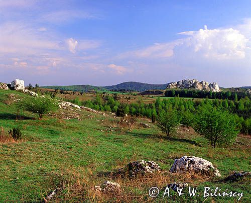 Jura Krakowsko-Częstochowska Park Krajobrazowy Orlich Gniazd okolice Olsztyna