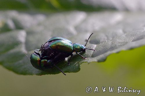 kałdunica zielona Gastroidea viridula