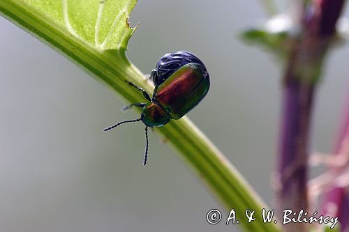 kałdunica zielona Gastroidea viridula