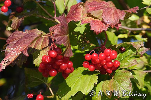 Viburnum opulus kalina koralowa) , owoce i liście