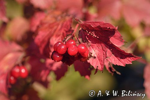 Viburnum opulus kalina koralowa) , owoce i liście