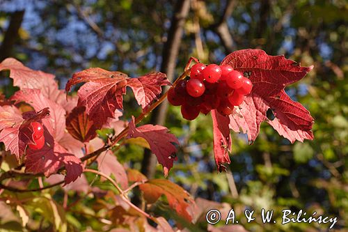 Viburnum opulus kalina koralowa) , owoce i liście