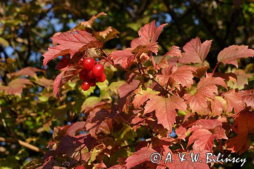 Viburnum opulus kalina koralowa) , owoce i liście