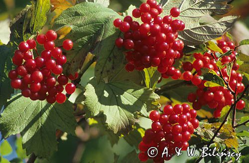 Kalina koralowa Viburnum opulus)