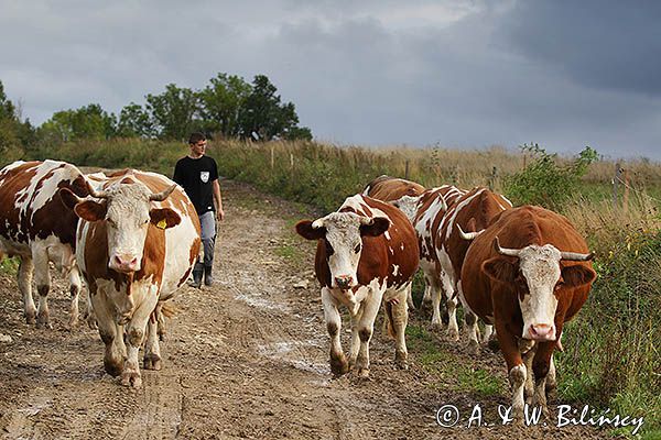 Kalwaria Pacławska, krowy na drodze, Pogórze Przemyskie