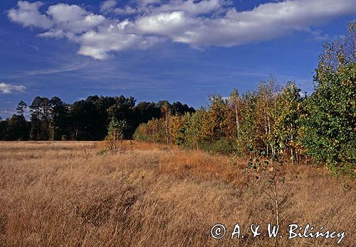 Kampinoski Park Narodowy, Kampinos, Mazowsze