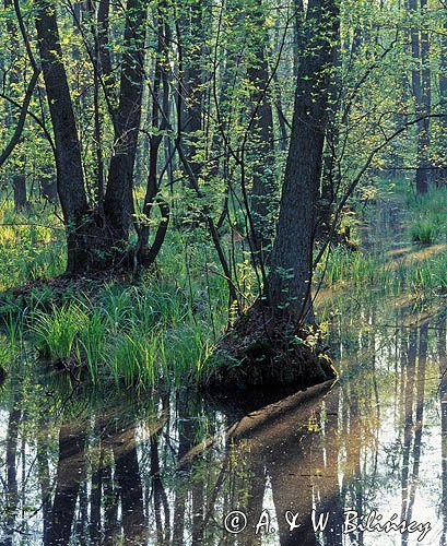 Kampinoski Park Narodowy Rezerwat Sieraków