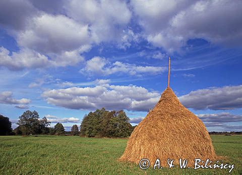 Łąka w Puszczy Kampinoskiej Kampinoski Park Narodowy, Kampinos, Mazowsze