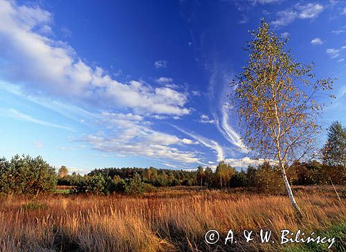 Kampinoski Park Narodowy, Kampinos, Mazowsze