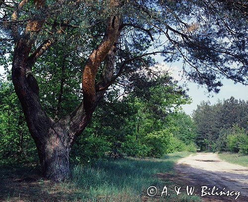 Kampinoski Park Narodowy sosna i piaszczysta droga