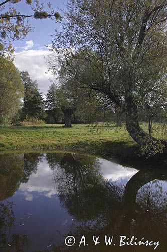 Kampinoski Park Narodowy, pejzaż mazowiecki koło wsi Marlew