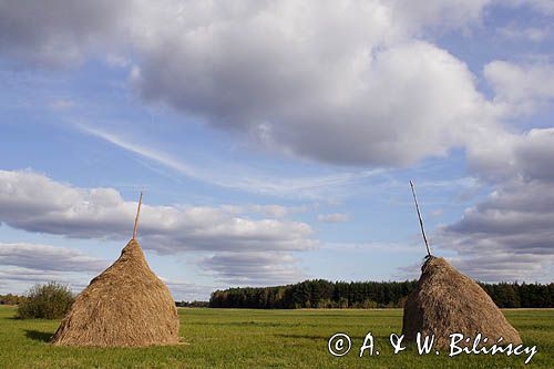 Kampinoski Park Narodowy, pejzaż mazowiecki, łąka z tradycyjnymi kopkami siana