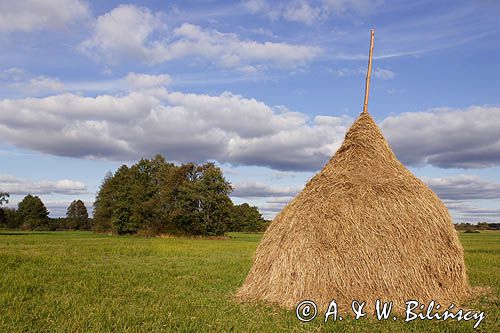 Kampinoski Park Narodowy, pejzaż mazowiecki, łąka z tradycyjnymi kopkami siana