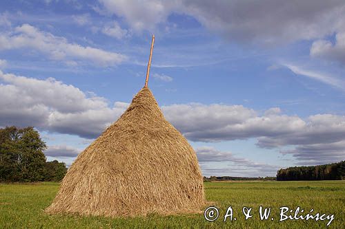 Kampinoski Park Narodowy, pejzaż mazowiecki, łąka z tradycyjnymi kopkami siana