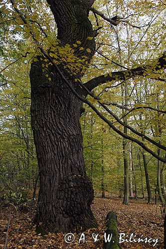 Kampinoski Park Narodowy, grąd